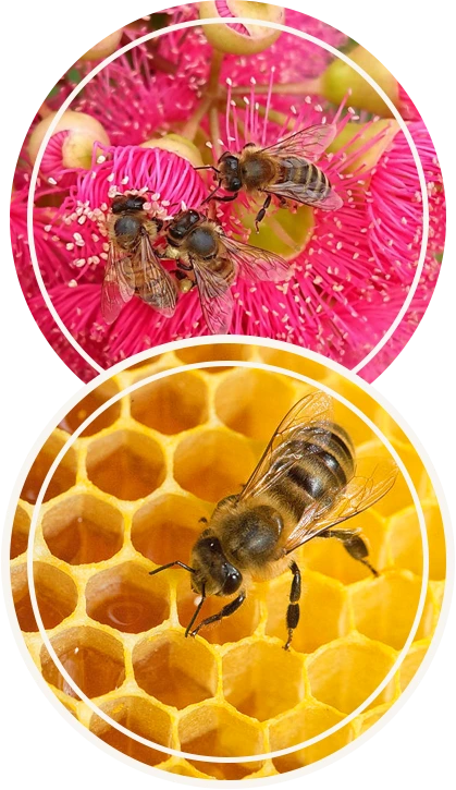 How Red Gum Honey is produced by the-Bees?